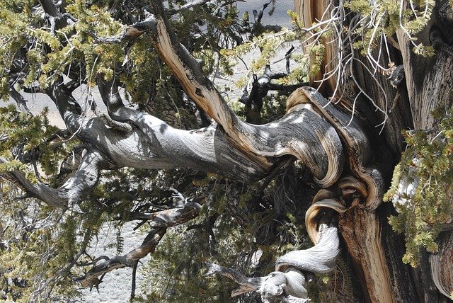 bristlecone-pine tree great basin
