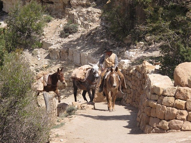 grand-canyon-mule ride