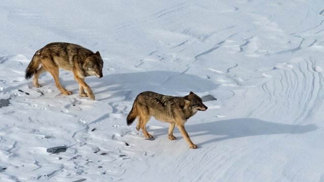 isle royale national park wildlife wolves