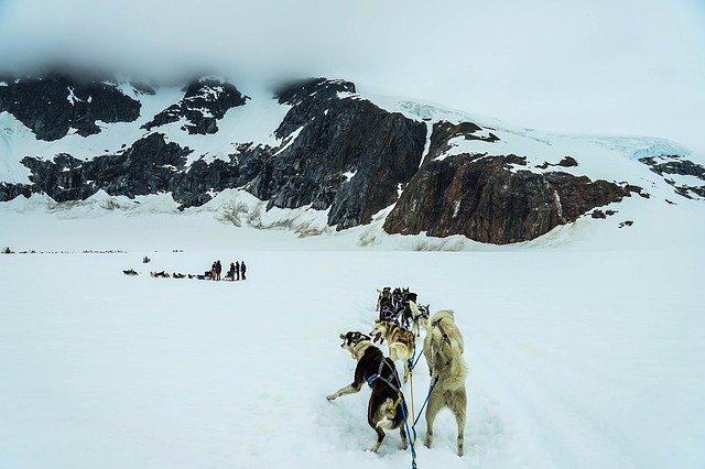 kenai fjords national park dog sled