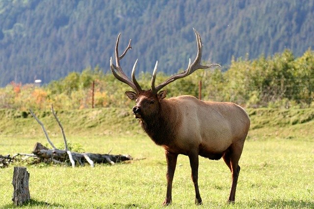 moose wildlife