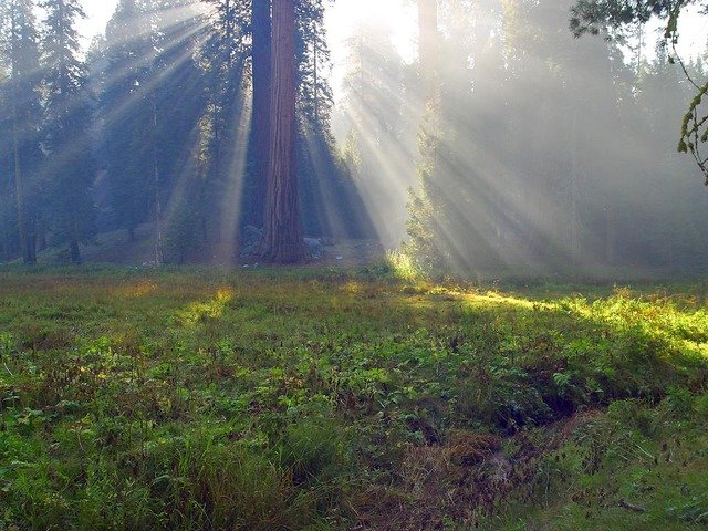 sequoia-camping