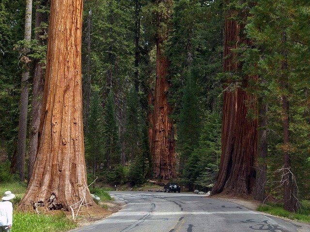 sequoia-trees-giant forest sequoia park