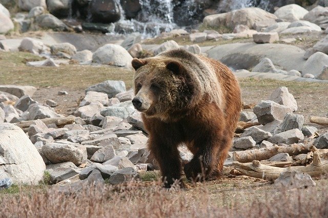 Yellowstone National Park Grizzly Bear