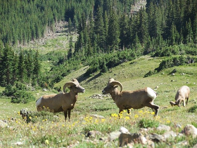 rocky mountain national park wildlife viewing